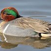 Green-winged Teal